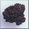 Caviar (818) 225-0244