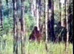 Bigfoot taken in Florida Everglades