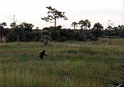 Another Photograph of a Bigfoot found in the Florida Everglades