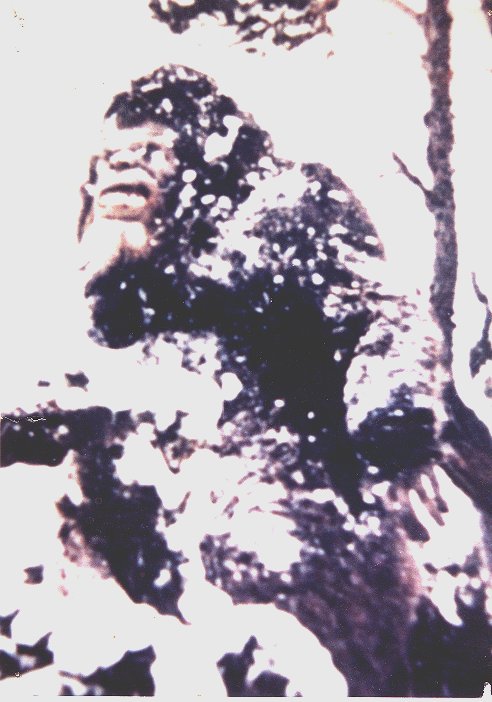 Photograph of Bigfoot taken in the 70's