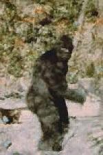 Patterson & Gimlin's Bigfoot Photo in Color