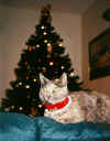 christmas cat.jpg (25465 bytes)