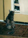 guard cat.GIF (57496 bytes)