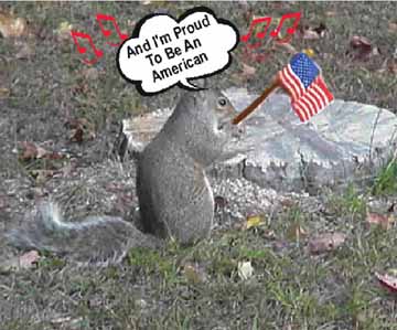 Patriotic Squirrel