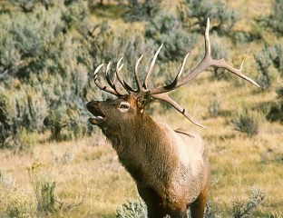 Bull Elk bugling in Yellowstone NP