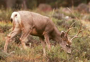 This young buck is eating just outside RMNP, Colorado 