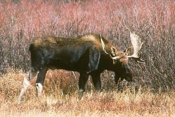 Bull Moose saying that is close enough to my cows