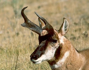 This Pronghorn image was taken on the rolling plains of Wyoming