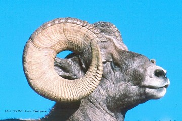 Look at that full curl on this tough old guy