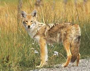 This coyote was hunting in the fields on the western slope of Colorado