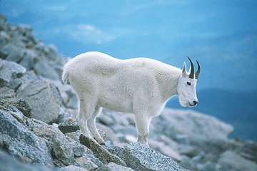 This Mountain Goat is storing fat for the approaching winter