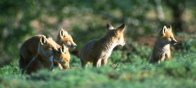 5 Red Fox kits in El Paso county Colorado