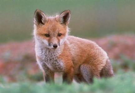 This kit doesn't know whether or not to chase that grass hopper