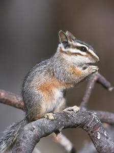 A cute Cliff Chipmunk in the Mount Princeton area of Colorado