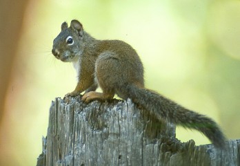 Taken in Rocky Mountain Nat'l Park, Colorado