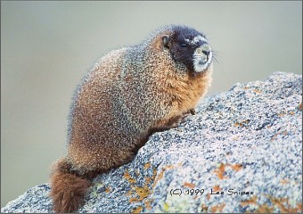 Marmot image taken at about 13,000 in the Mt. Evans area of Colorado