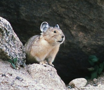 This was taken at about 13,000 feet in the Mt. Evans area of Colorado