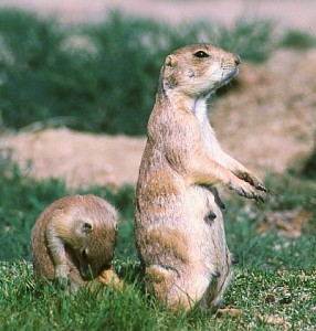 Playing with mama's tail in Pueblo county, Colorado