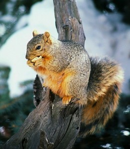 Taken in my backyard, Colorado Springs, Colorado