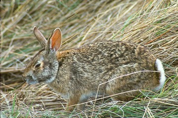 In southern Louisiana, they are large and well camouflaged