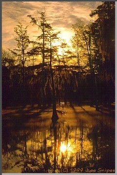 A typical Louisiana bayou sunrise