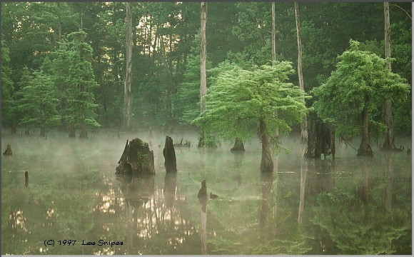 Louisiana swamp or bayou