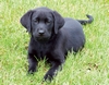 Labrador, Black 8 weeks, Benson