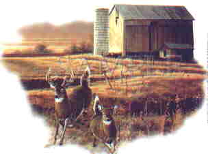 Whitetails
