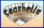 Seashells Logo