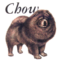 chow-chow dog