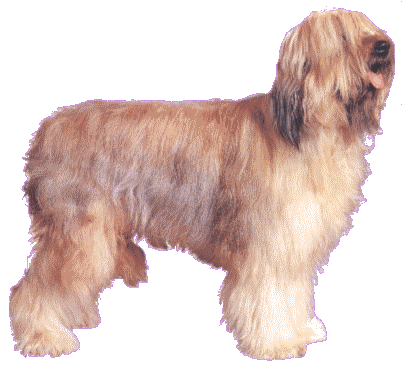 Briard