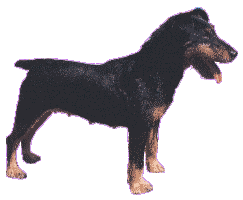 German Hunt Terrier