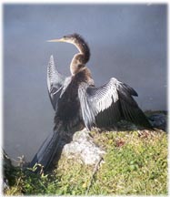 Anhinga photo by Dorothy Metzler