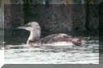 Pacific Loon at rest Apr99.jpg (12838 bytes)