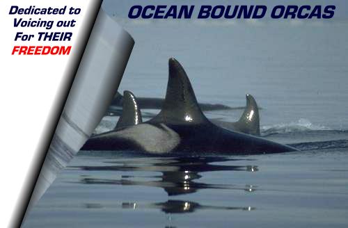 Ocean Bound Orcas: Dedicated to voicing out for THEIR freedom.