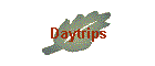 Daytrips