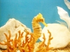 ver foto hipocampo ampliada ( Hippocampus spp.familia Syngnathidae) expo acuario villa carlos paz
