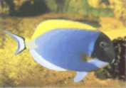 ver ampliacin pez cirujano del pacifico( Acanthurus leucosternon, expo acuario marino, aerosilla,carlos paz, argentina).