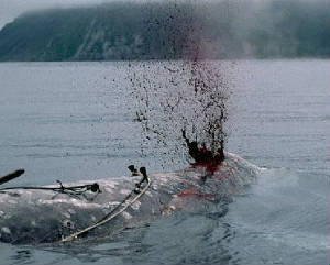 whaling1.jpg