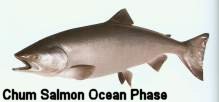 Chum Salmon Ocean Phase