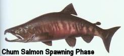 Chum Salmon Spawning Phase