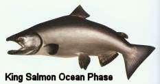 King Salmon Ocean Phase