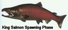 King Salmon Spawning Phase