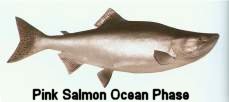 Pink Salmon Ocean Phase