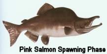 Pink Salmon Spawning Phase