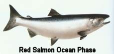 Red Salmon Ocean Phase