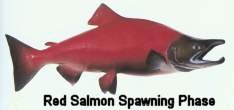 Red Salmon Spawning Phase