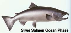Silver Salmon Ocean Phase