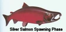 Silver Salmon Spawning Phase