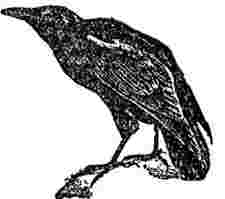 [Nevermore Books Books Logo]